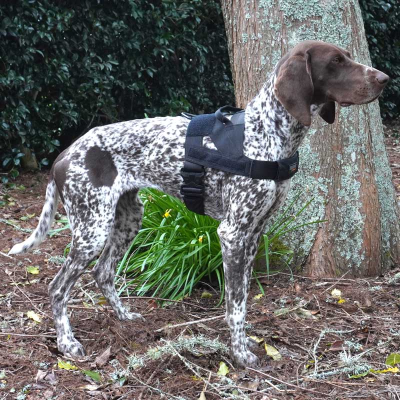 Dog wearing detector dog harness, showing a secure fit for optimal performance in various environments.
