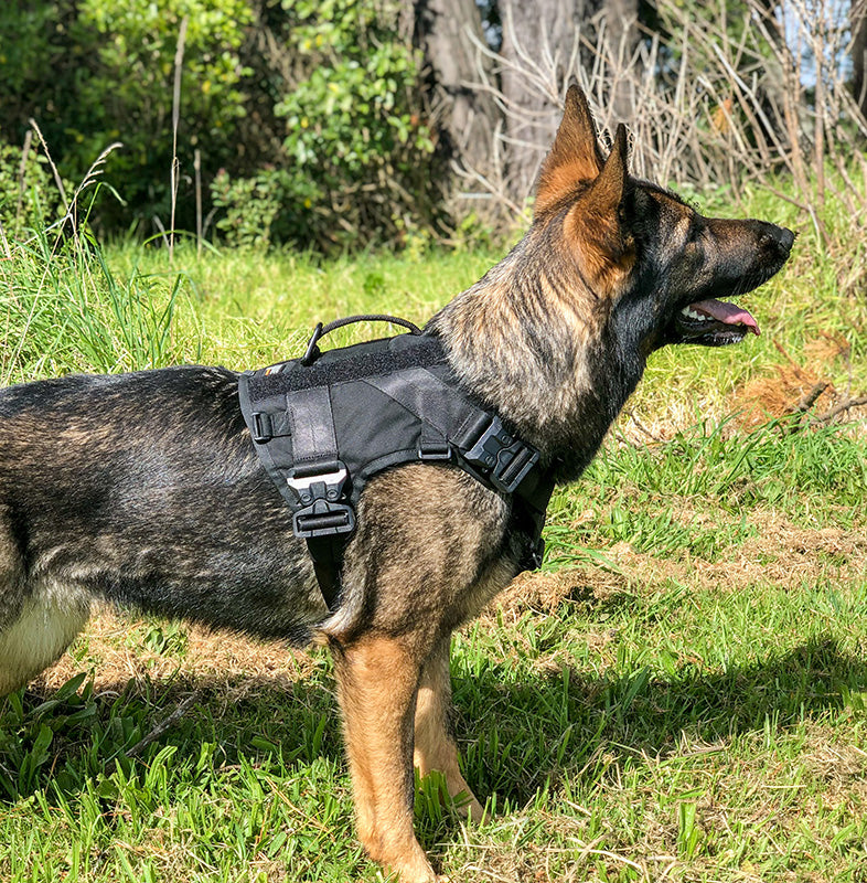 Expedition Harness V2