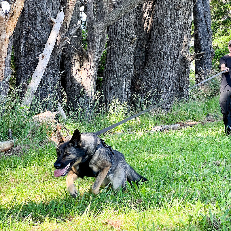 A working dog in the field wearing a Sabre K9 harness, collar and held by a black long line leash.