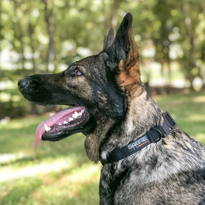 German Shepherd dog wearing a Sabre Tactical black collar with an AustriAlpin COBRA® quick-release buckle, and Sabre logo.