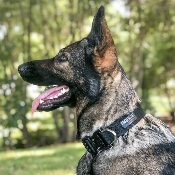 A working dog wearing a black tactical collar with a Patented AustriAlpin COBRA quick release buckle.