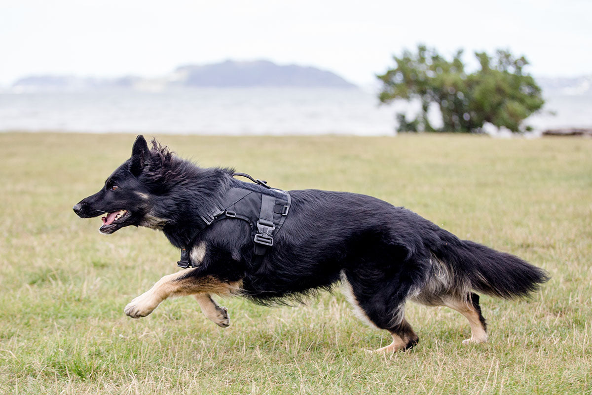 Expedition Harness V2