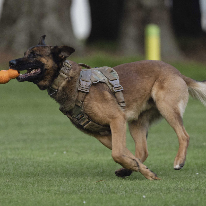 Expedition Harness V2